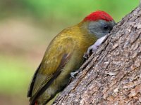 Olyfspeg 65  Gryskopspeg - Olive Woodpecker